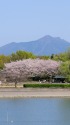 桜と新緑と筑波山