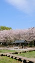公園の桜