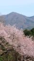 加波山と桜