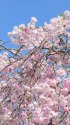 しだれ桜