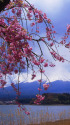 しだれ桜と富士山
