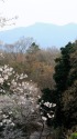 桜と筑波山