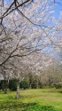 桜と新緑芽吹く春の公園