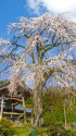 法華寺のしだれ桜