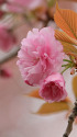 散歩道の花 1304-15-1