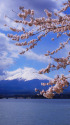 河口湖北岸の桜と富士山