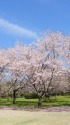 公園の桜