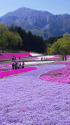 芝桜日和