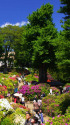 根津神社のつつじ苑
