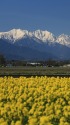 安曇野の風景