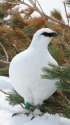 立山の雄雷鳥3