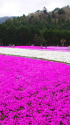 富士の芝桜