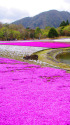 竜神池と芝桜