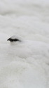 立山の雄雷鳥5