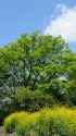 菜の花と新緑と青空