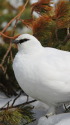 立山の雄雷鳥7