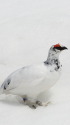 立山の雄雷鳥8