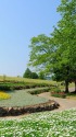 新緑の公園風景