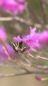ヒメギフチョウ