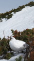 立山の雄雷鳥9