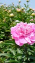咲き始めた芍薬1