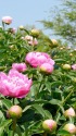 咲き始めた芍薬2