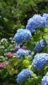 紫陽花の季節へ