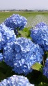 紫陽花・田植えの季節