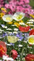 初夏のアイスランドポピー