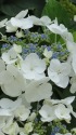 紫陽花(ロイヤルホワイト)