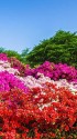 西山公園のツツジ