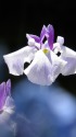 花菖蒲(舟遊び)