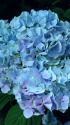 紫陽花(ラピスラズリ)