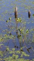 水草