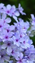 コンペキソウ(紺碧草)
