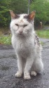 山頭火猫