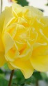 黄色の薔薇