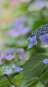 散歩道の花 1306-18-1