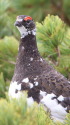 継子岳の雄雷鳥2