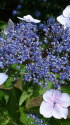 アジサイの花
