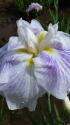 花菖蒲