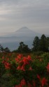 つつじと富士山