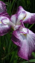 花菖蒲