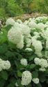 白い妖精・紫陽花アナベル