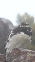 爺ヶ岳の雄雷鳥