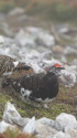 小蓮華山の雄雷鳥2