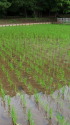 植えたての稲