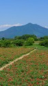 筑波山と赤い花畑