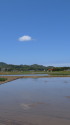 水田と青空