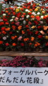 ベゴニアの花段
